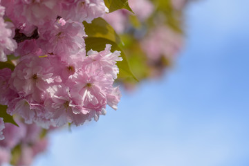 Fototapeta premium Beautiful branch with pink sakura blossoms on blue sky background