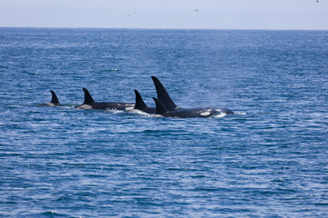 Orcas in the waters of Alaska