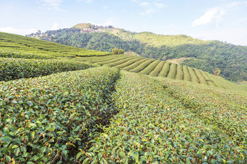 Rows of green terraced 101 tea plantation on highland at Doi Mae Salong, Chiang Rai, Thailand in the morning.