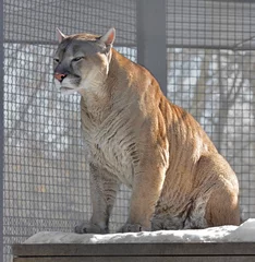 Peel and stick wall murals Puma Cougar (Puma concolor)