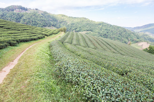 Rows of green terraced 101 tea plantation on highland at Doi Mae Salong, Chiang Rai, Thailand in the morning.