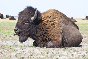 Big bison in the steppe