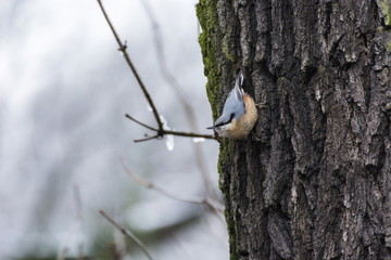 Bird on a tree trunk.