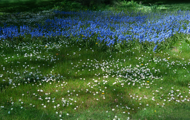 Obraz na płótnie Canvas Spring flowers in the forest