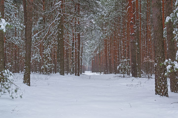 Zima w sosnowym lesie.