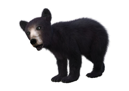 3D Rendering Black Bear Cub on White