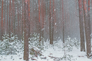 Zimowa śnieżyca w sosnowym lesie.