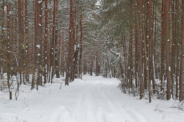 Zima w sosnowym lesie.