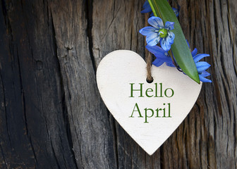 Hello April greeting card with blue first spring flowers on wood background. Springtime...