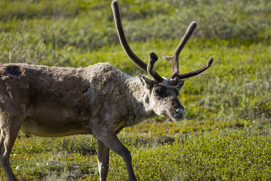 Caribou In Denali National Park