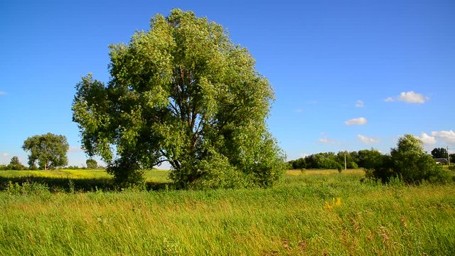 Large tree swings in the wind in the summer