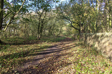 Obraz premium Woodland Walk 2