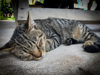 Veterinary surgeon neutering a Stray cat  Rabies vaccination