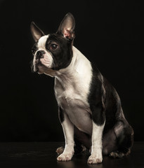 Fototapeta premium Boston Terrier Dog on Isolated Black Background 