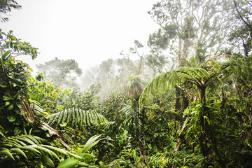 Tropischer Dschungel im Nebel