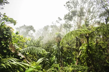Poster de jardin Nature Tropischer Dschungel im Nebel