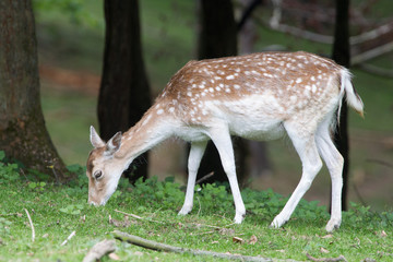 Damhirsch (Dama dama)