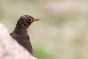 Amsel (Turdus merula)
