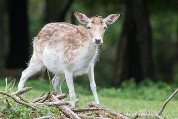 Damhirsch (Dama dama)