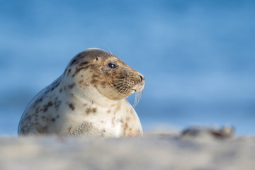 Kegelrobbe (Halichoerus grypus)