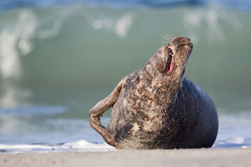 Kegelrobbe (Halichoerus grypus)