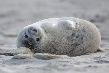 Kegelrobbe (Halichoerus grypus)