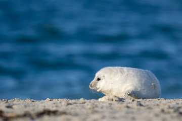 Junge Kegelrobbe (Halichoerus grypus) © Christoph