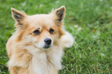 Closeup portrait of cute face of small yellow dog laying on green grass outdoors calmly. Horizontal color photography.