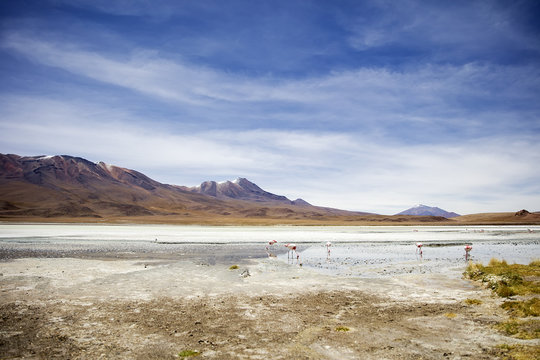 Laguna Hedionda in Bolivia