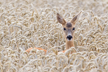 Reh (Capreolus caprelous)