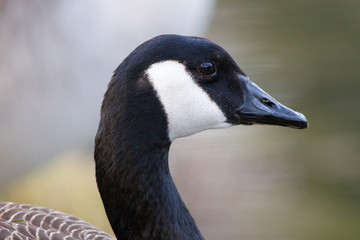Fototapeta premium Kanadagans (Branta canadensis)
