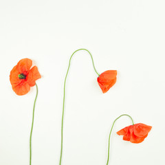 Red field poppies blossoms and petals on white background.