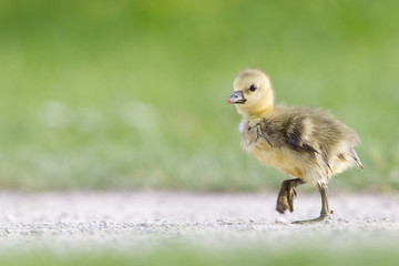 Junge Graugans (Anser anser)