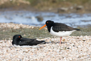 Austernfischer (Haematopus ostralegus)