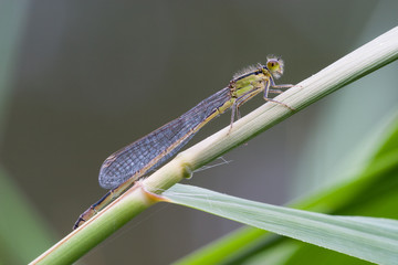 Große Pechlibelle (Ischnura elegans), Weibchen
