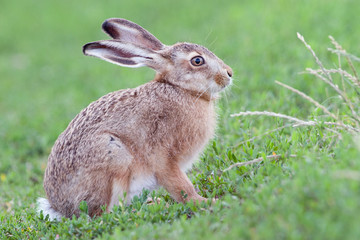 Feldhase (Lepus europaeus)