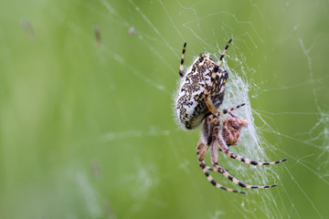 Eichblatt-Radspinne oder Eichblatt-Kreuzspinne (Aculepeira ceropegia)