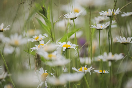 Beautiful floral background. Close-up view of many wild white daisies in grass. Horizontal color photography.