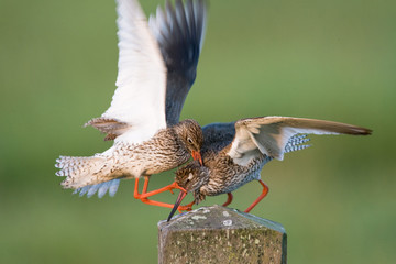 Kämpfende Rotschenkel (Tringa totanus)