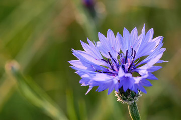 Kornblume (Centaurea cyanus)
