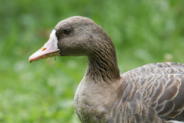 Blässgans (Anser albifrons)