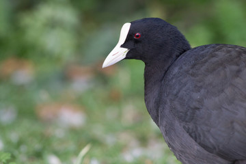 Blässhuhn (Fulica atra)