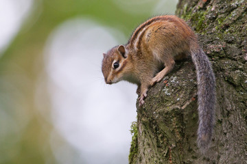 Burunduk (Tamias sibiricus)