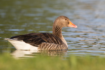Graugans (Anser anser) © Christoph