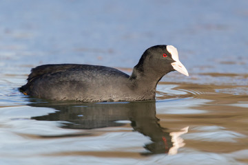 Blässhuhn (Fulica atra)