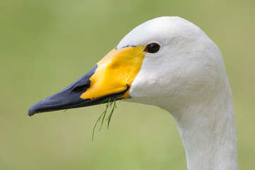 Singschwan (Cygnus cygnus)