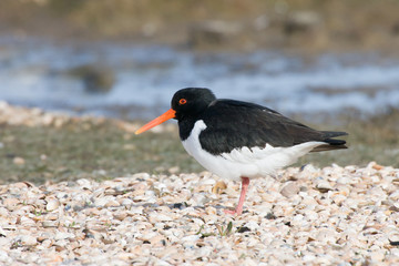 Austernfischer (Haematopus ostralegus)