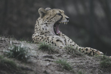Leopard Großkatze