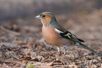 Buchfink (Fringilla coelebs)