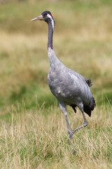 Kranich (Grus grus)
